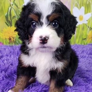 Meet your Posher, Deborah